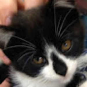 Meet your Posher, Travis